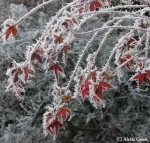 frosted acer leaves