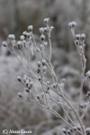 frosted seed pods